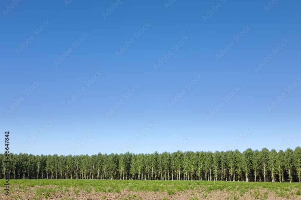 Obraz premium Forest and crystal clear sky