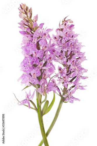 Fototapeta Naklejka Na Ścianę i Meble -  Wild orchid