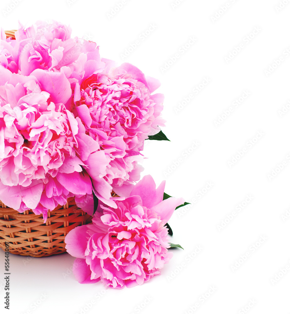 basket of peonies isolated on white background basket of peonies isolated on white background