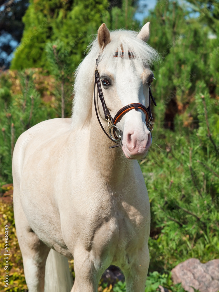 portrait of  cream  welsh pony