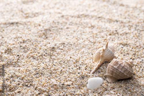 砂の背景に複数の貝殻