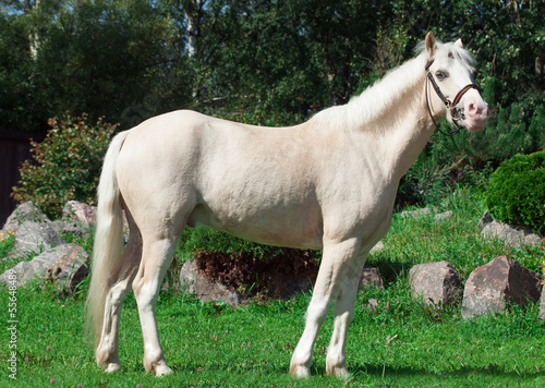 cream welsh pony