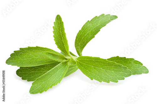 Stevia leaves
