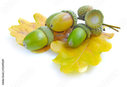 Oak acorns with leaves on a white background