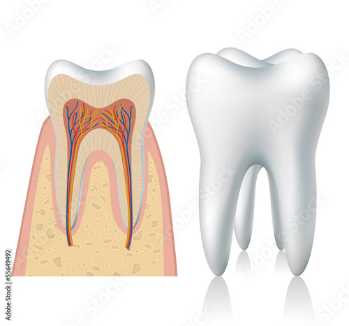 Tooth anatomy and 3d model