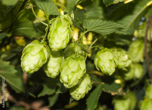 Cones and leaves of hops