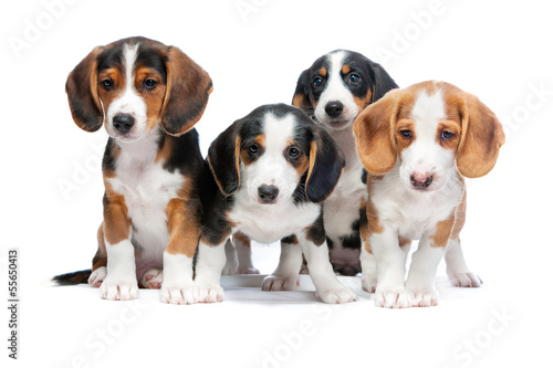 Puppies isolated on white