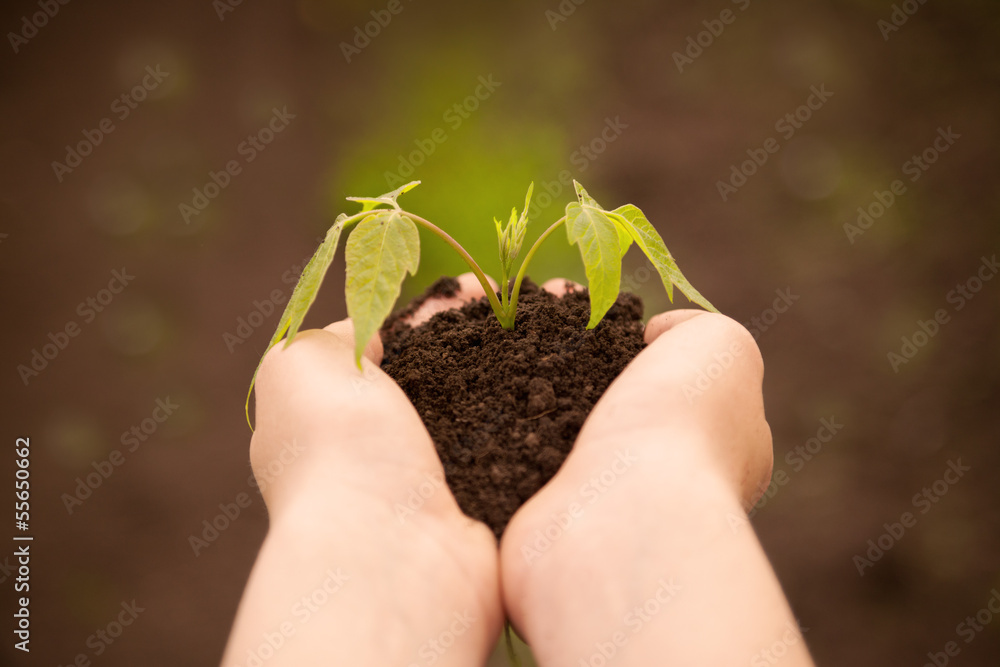 boy hands holding young plant