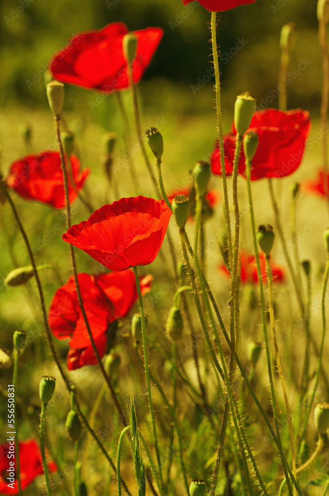 Naklejka premium Poppy flowers