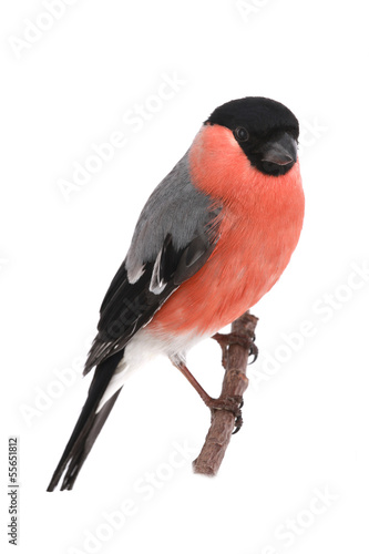 bullfinch