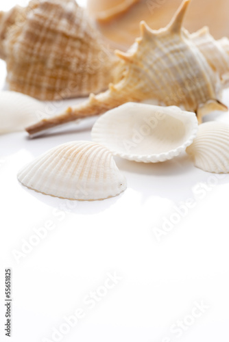 白背景に多種の貝殻のアップ