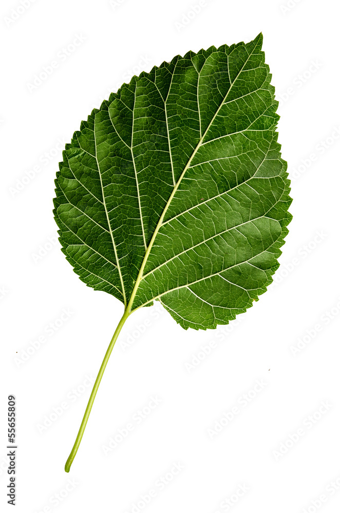 Green leaves isolated on white background Green leaves isolated on white background