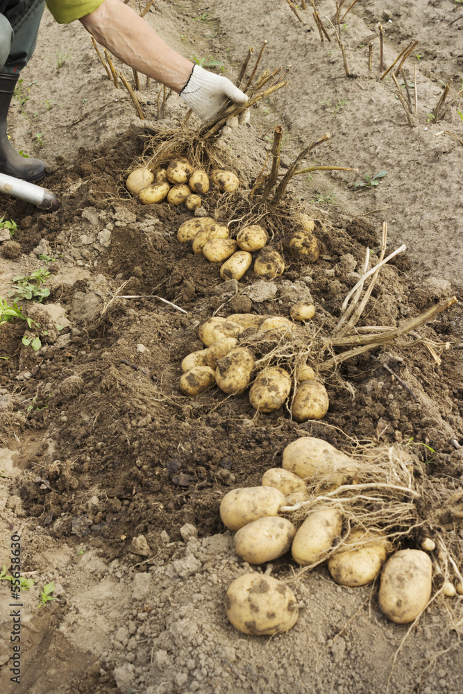 Farm worker makes harvesting potato Farm worker makes harvesting potato