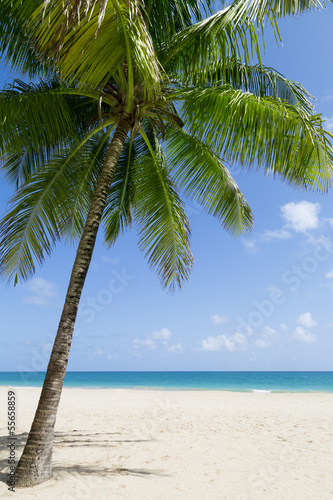 Fototapeta Naklejka Na Ścianę i Meble -  Caribbean beach