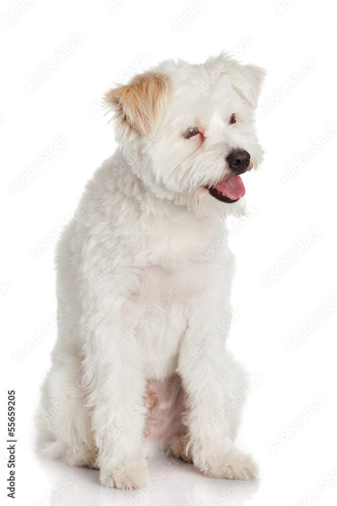 Beautiful Dog isolated on white background