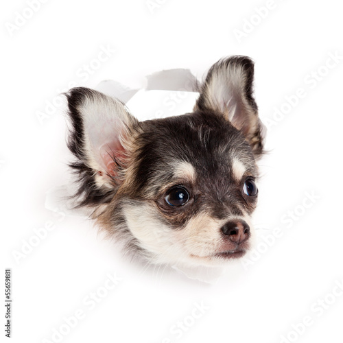 chihuahua puppy in paper