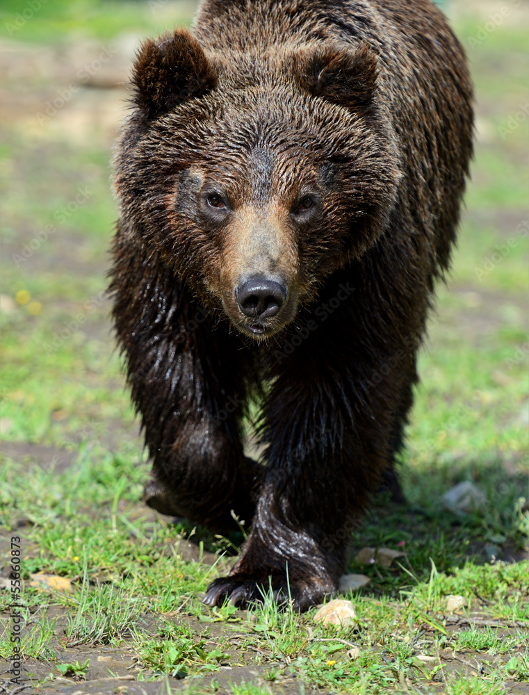 Brown bears in the Carpathians. Brown bears in the Carpathians.