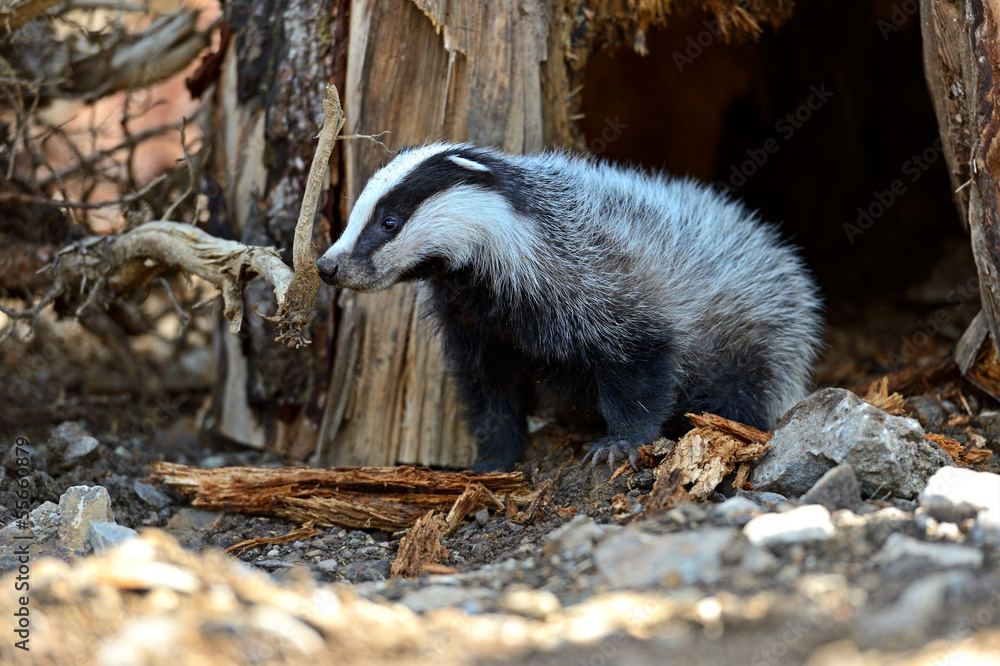 Badger