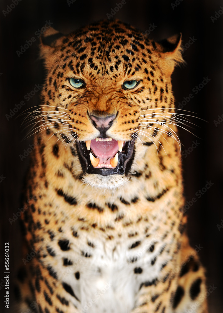 Fototapeta premium Portrait Leopard