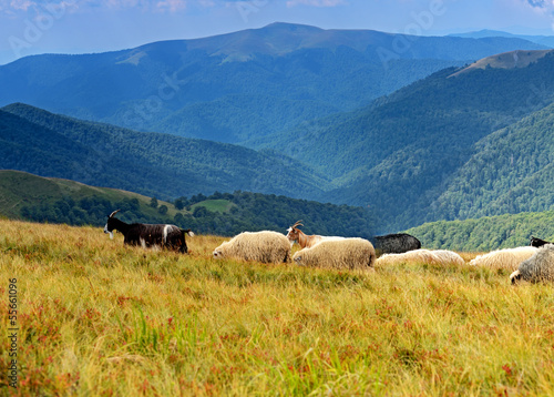 A herd of sheep in the mountains