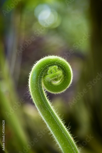 closeup of a sprout unrolling