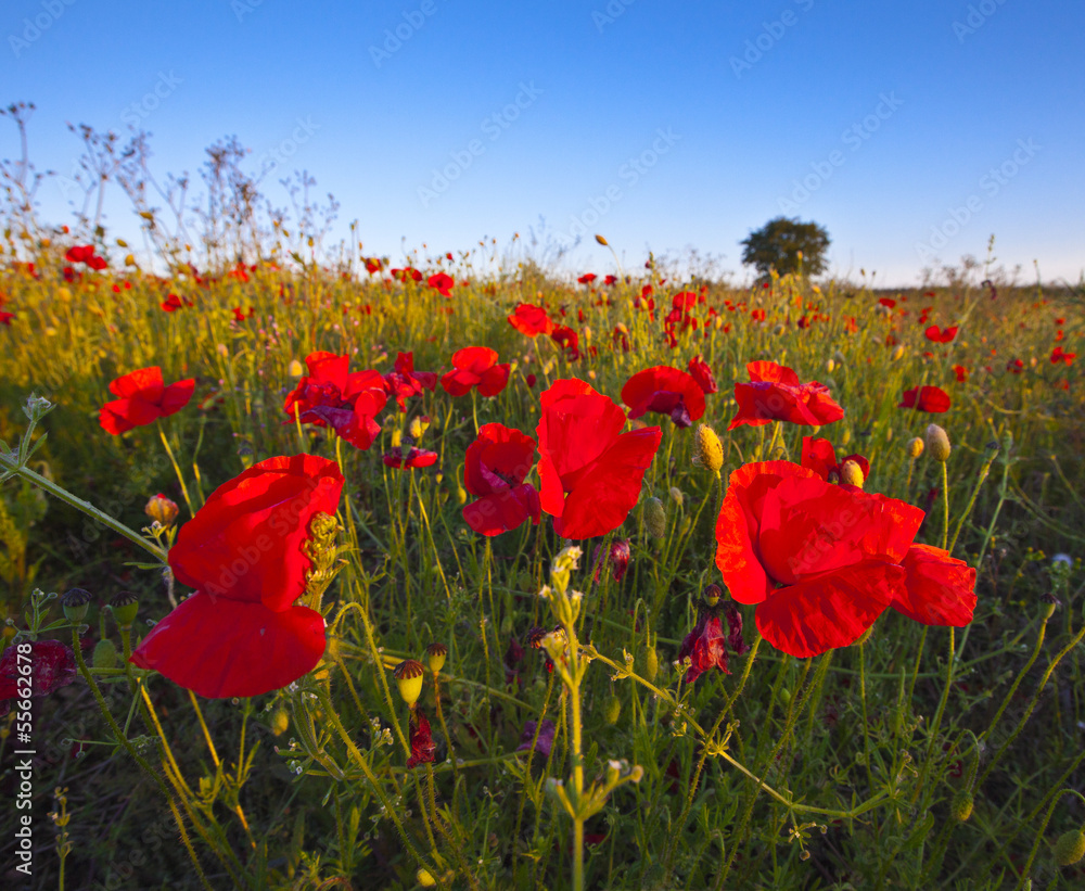 Obraz premium Wild poppies