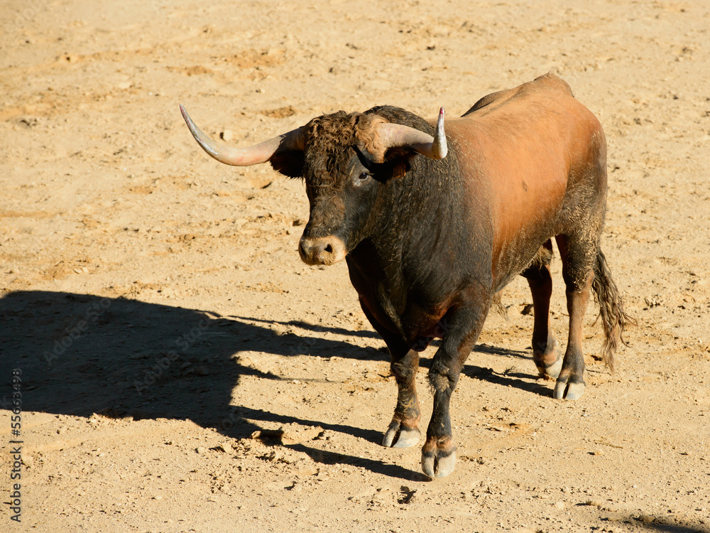 Toro Bravo Español Toro Bravo Español