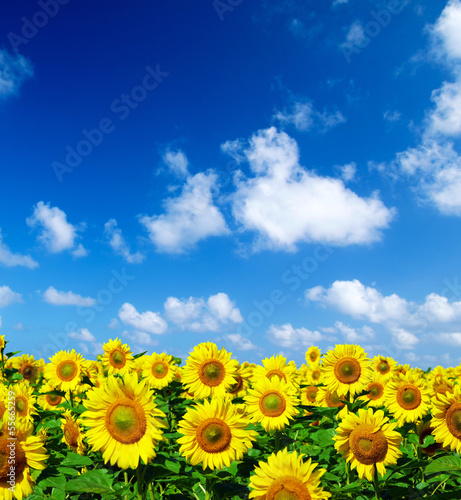 sunflower field