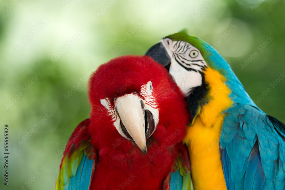 parrots