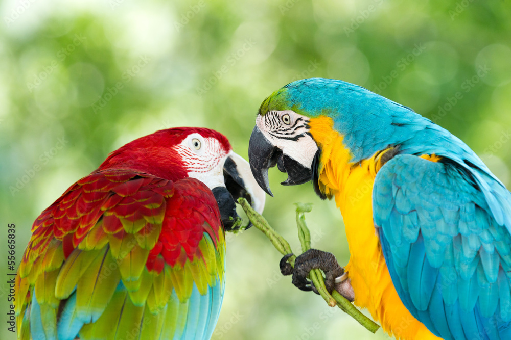 parrots parrots