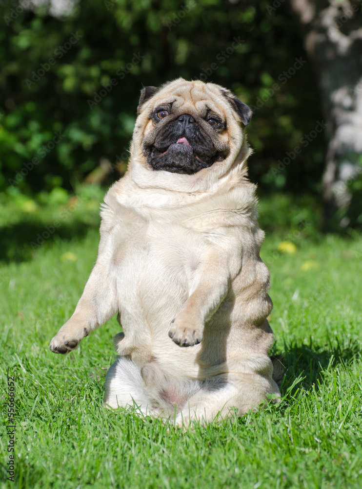 Funny pug dog on the grass