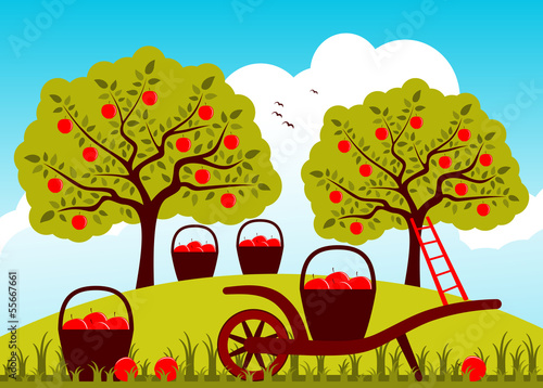 apple harvest