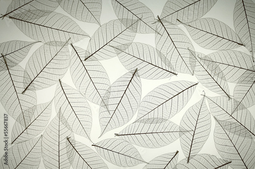 Rubber tree dried leaves texture