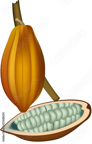 seme del cacao