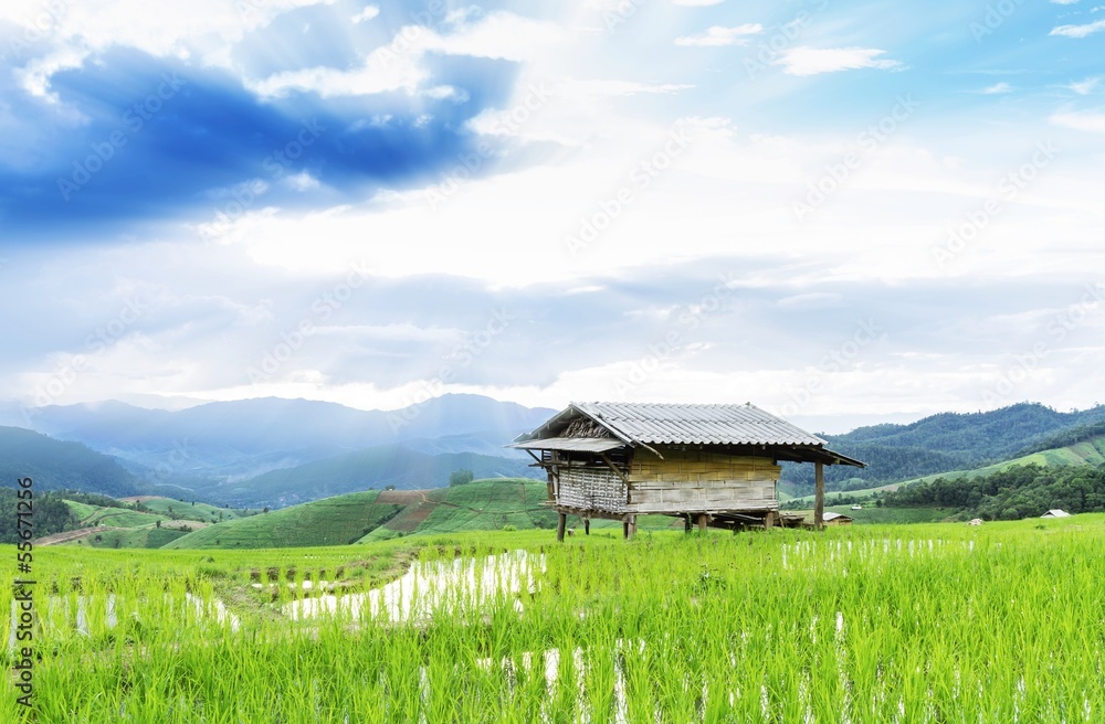 Green Terraced Rice Field in Chiangmai, Thailand Green Terraced Rice Field in Chiangmai, Thailand