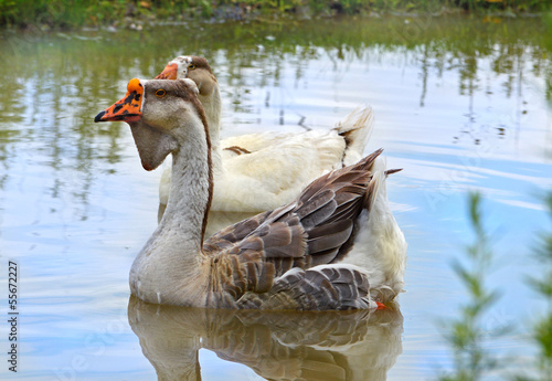 Pair of geese floating in pond photo