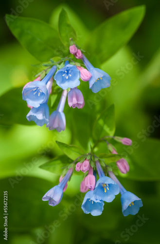 Virginia Bluebells (Mertensia virginica) photo