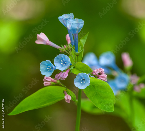 Virginia Bluebell (Mertensia virginica) Flowers photo