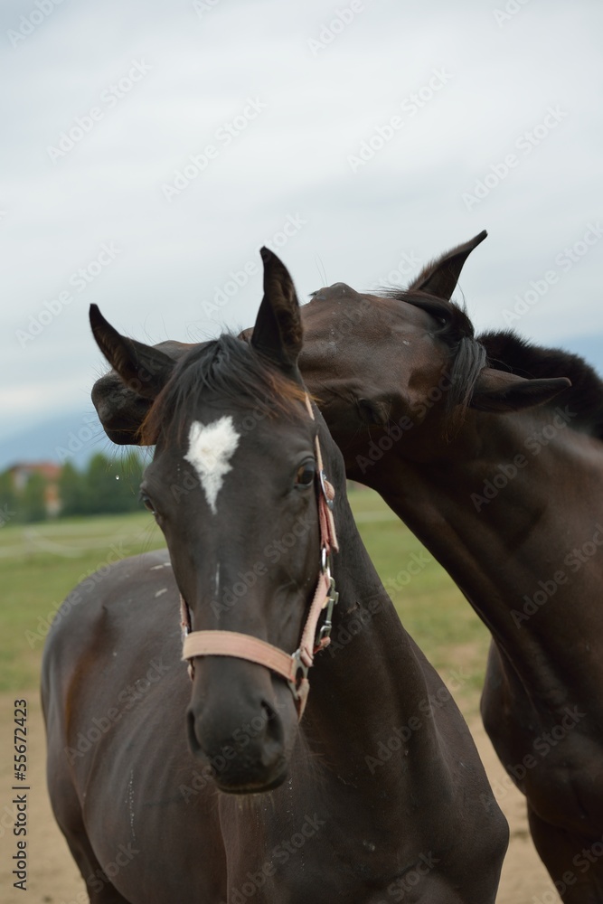 Fototapeta premium horse