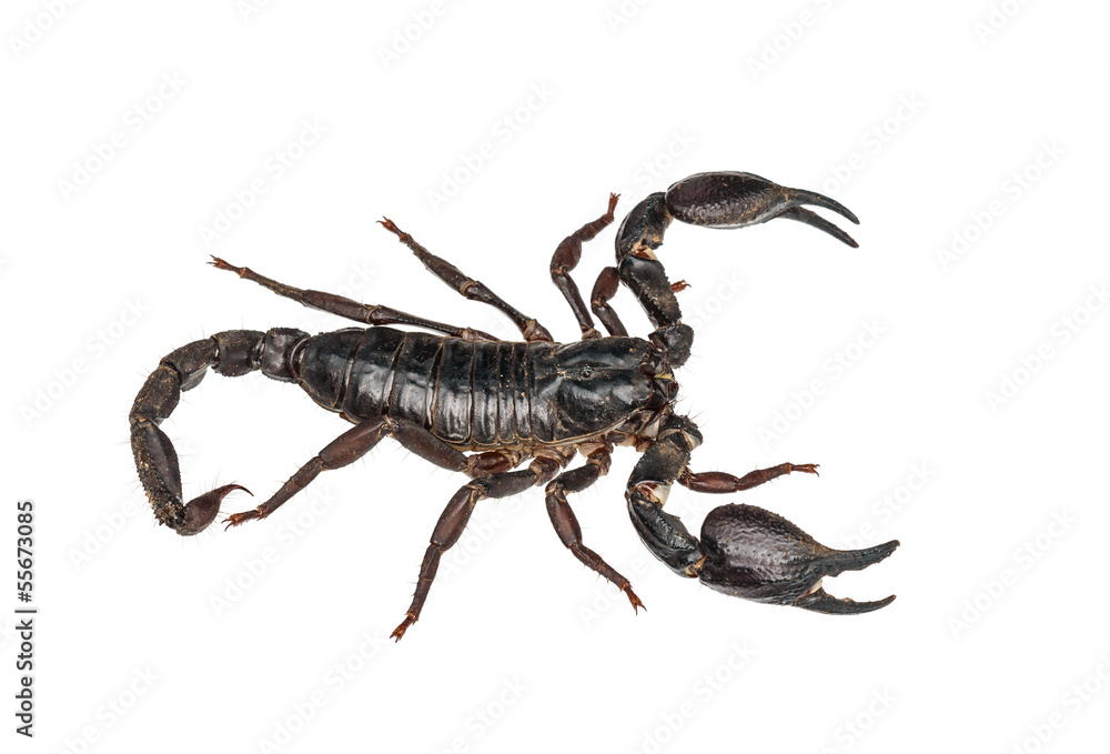 Asian giant forest scorpion (Heterometrus laoticus) Asian giant forest scorpion (Heterometrus laoticus)
