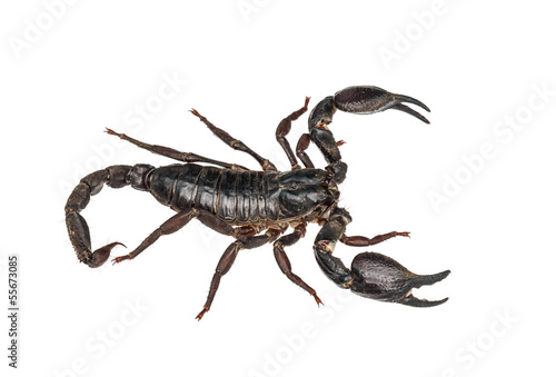 Asian giant forest scorpion (Heterometrus laoticus) © ijacky