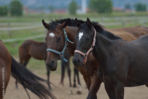 horse © .shock