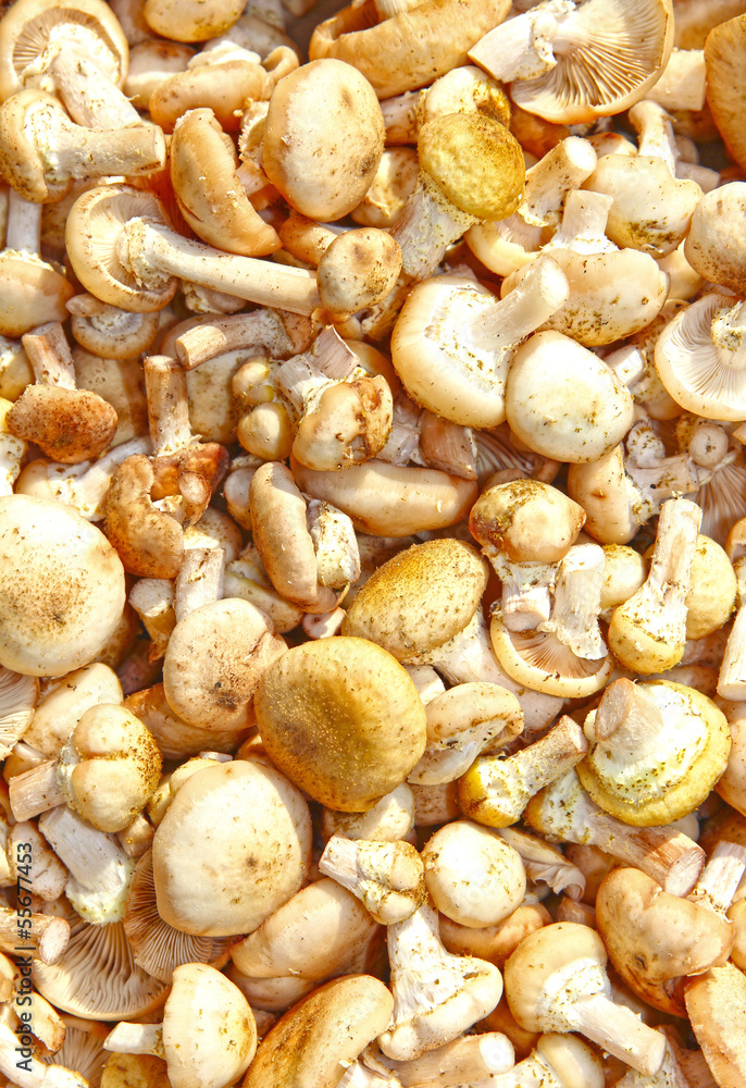 Background from autumn honey agaric mushrooms Background from autumn honey agaric mushrooms