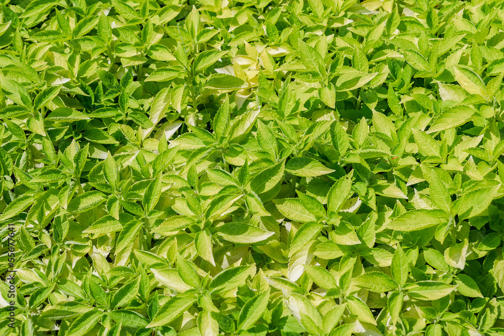 Green Leaf Background Green Leaf Background