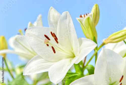 Lily with blue sky