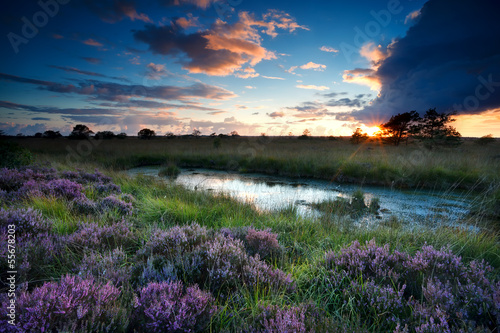 storm at sunset over swamp with flowering heather