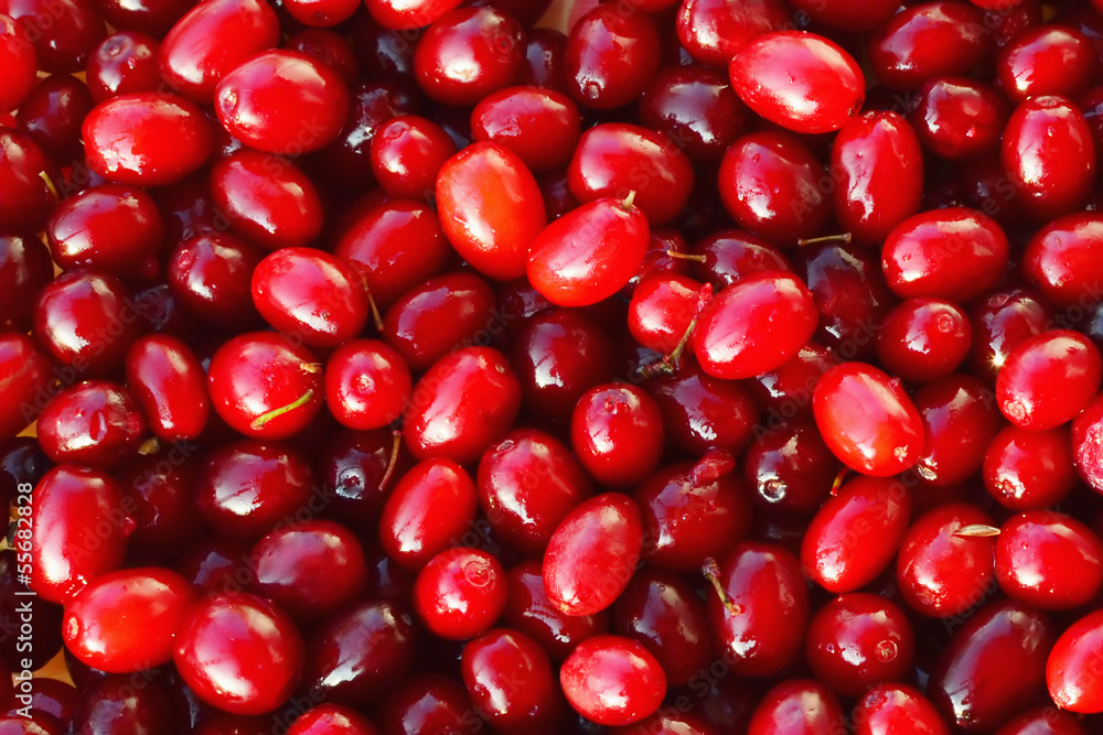 Cornelian cherries - European cornel fruits Cornelian cherries - European cornel fruits