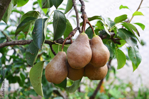 Cuadro en lienzo Bosc pears in the tree