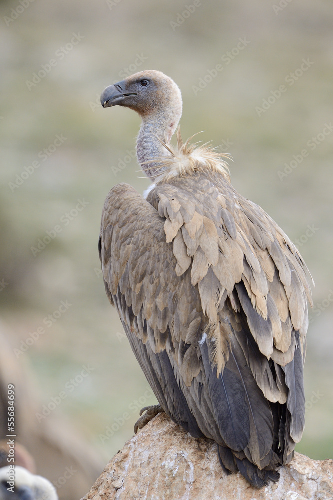 Griffon vulture standing on a rock. Griffon vulture standing on a rock.