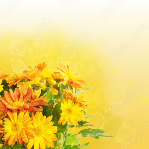 Chrysanthemum floral background